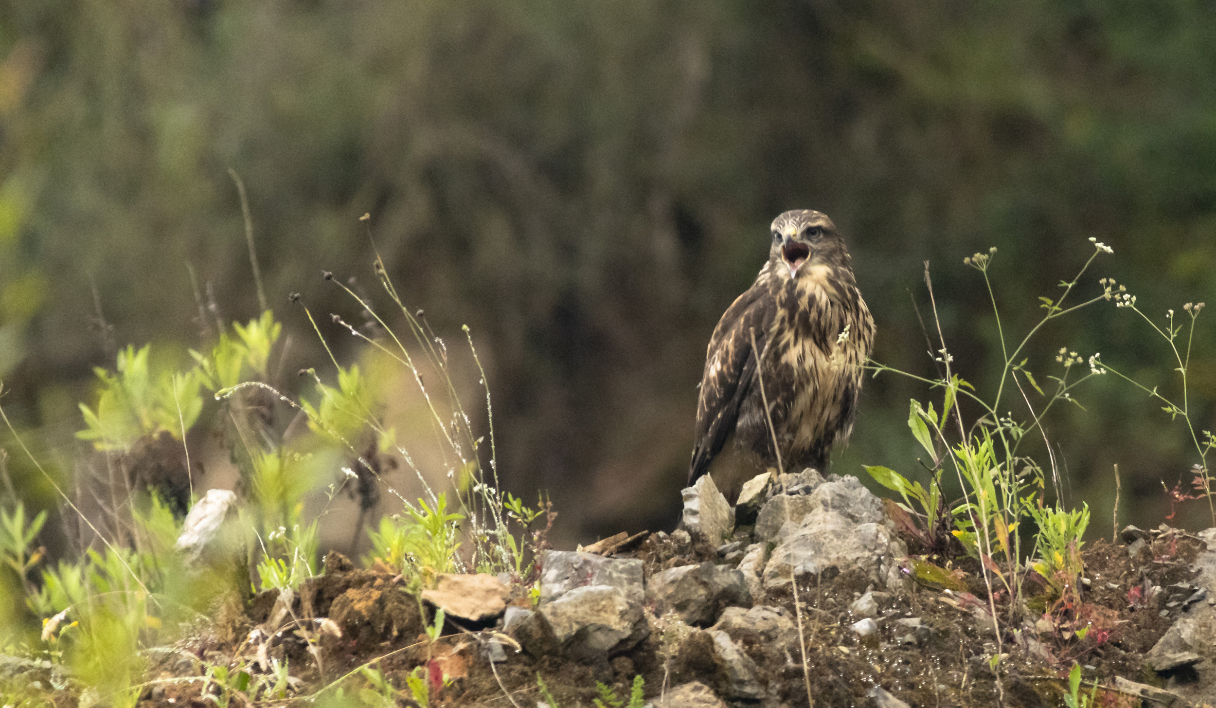 Biodiversidad en la cantera de la fábrica de cemento de Añorga.