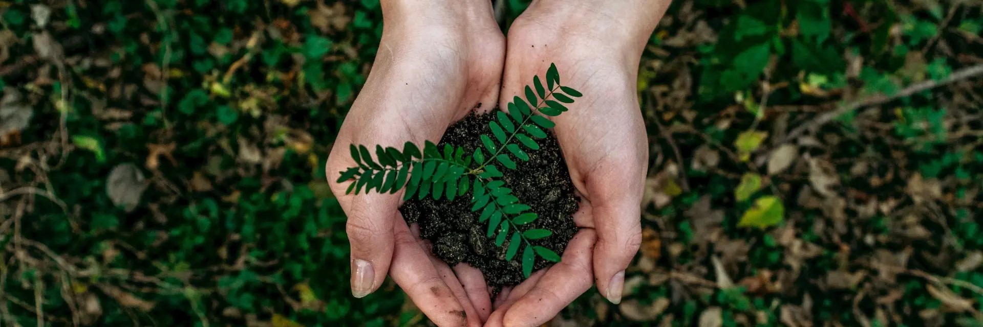 Manos sujetan un plantón de helecho con tres ramas y tierra, sobre un fondo de hojarasca