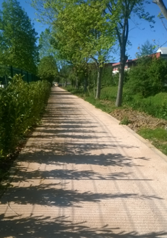 Camino de tierra prensada con árboles a los lados y vegetación