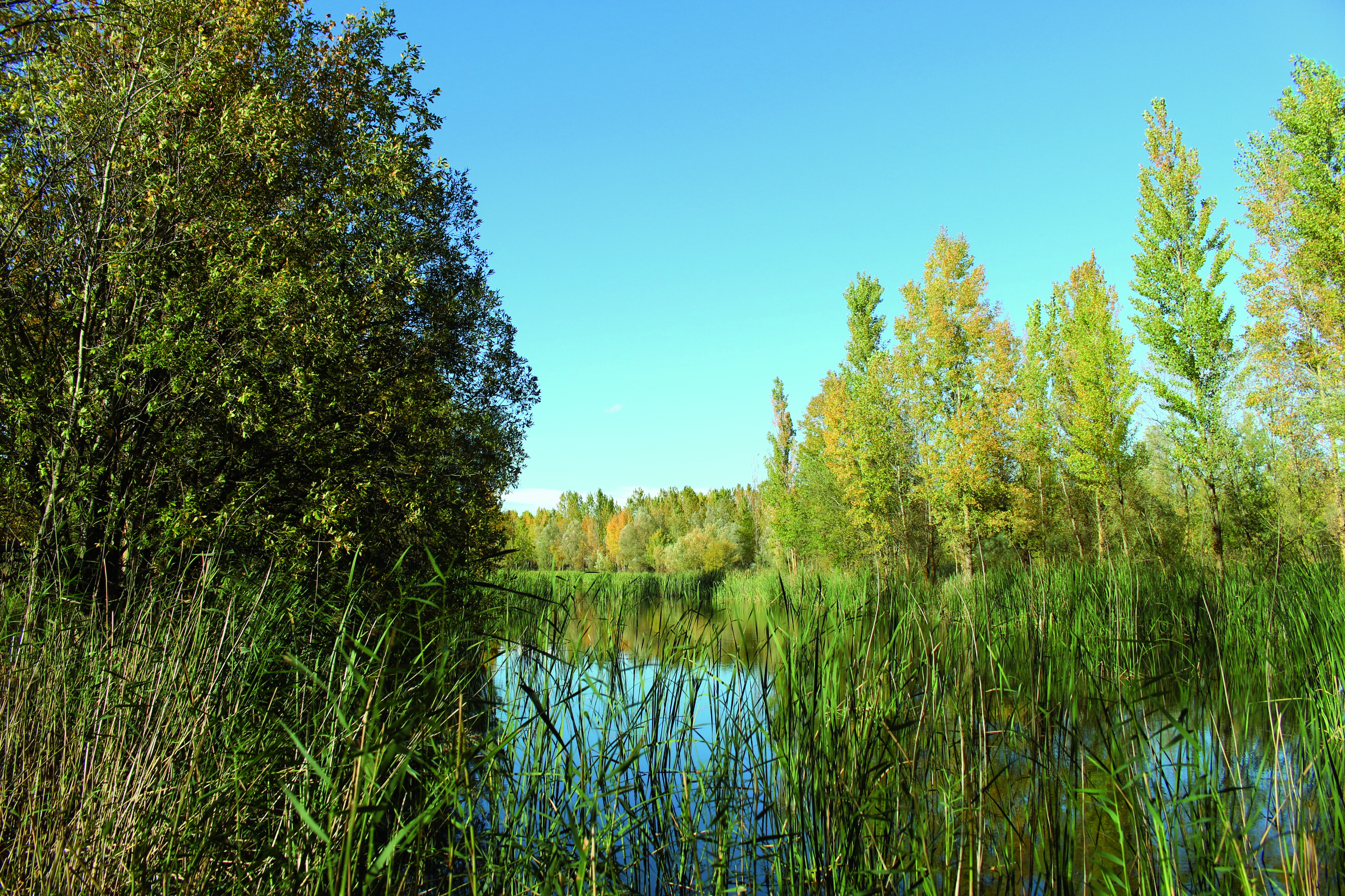 Árboles y canas en la ribera de una laguna en un día soleado.